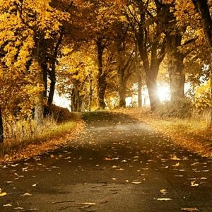 Meet your Posher, Ronnie